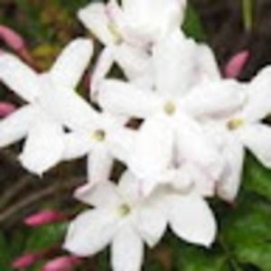 Meet your Posher, Suzanne